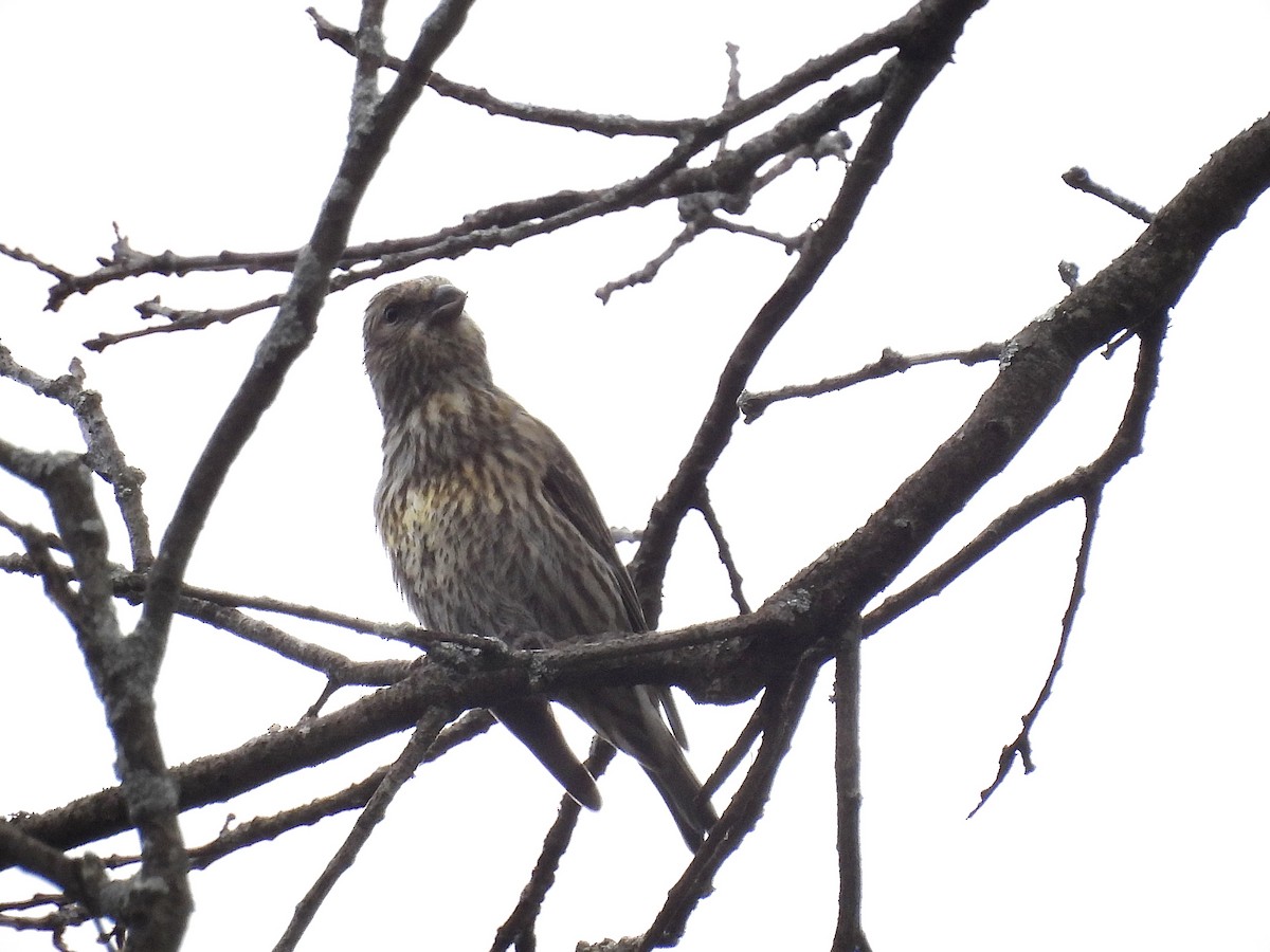 Red Crossbill (Douglas-fir or type 4) - Ted Nichols II