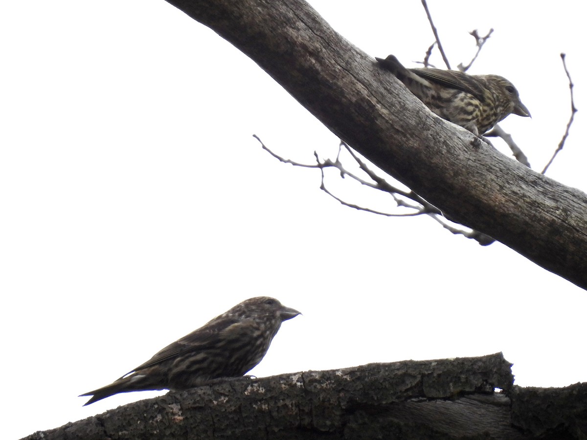 Red Crossbill (Douglas-fir or type 4) - ML619602213