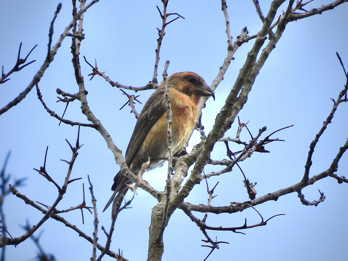 Red Crossbill (Douglas-fir or type 4) - ML619602214