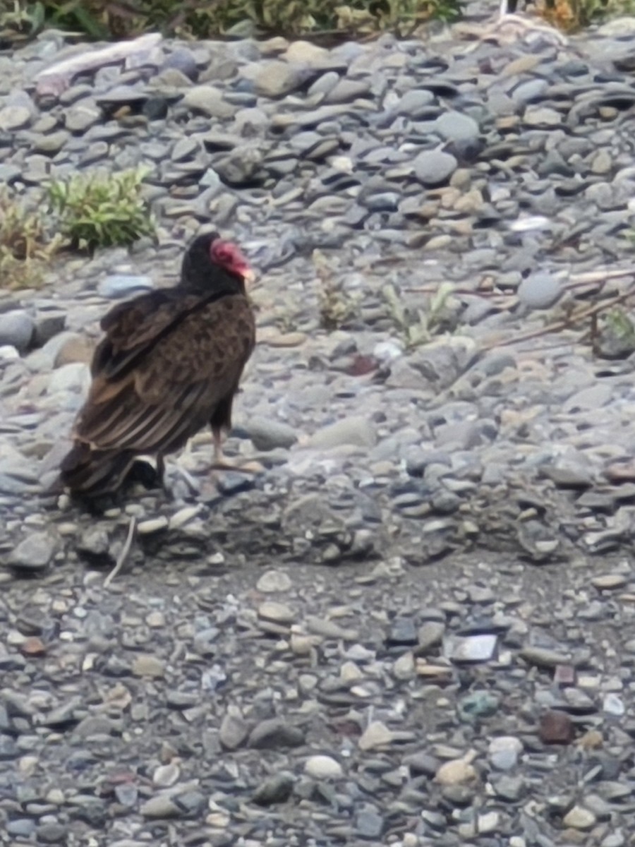 Turkey Vulture - Amy Duerfeldt