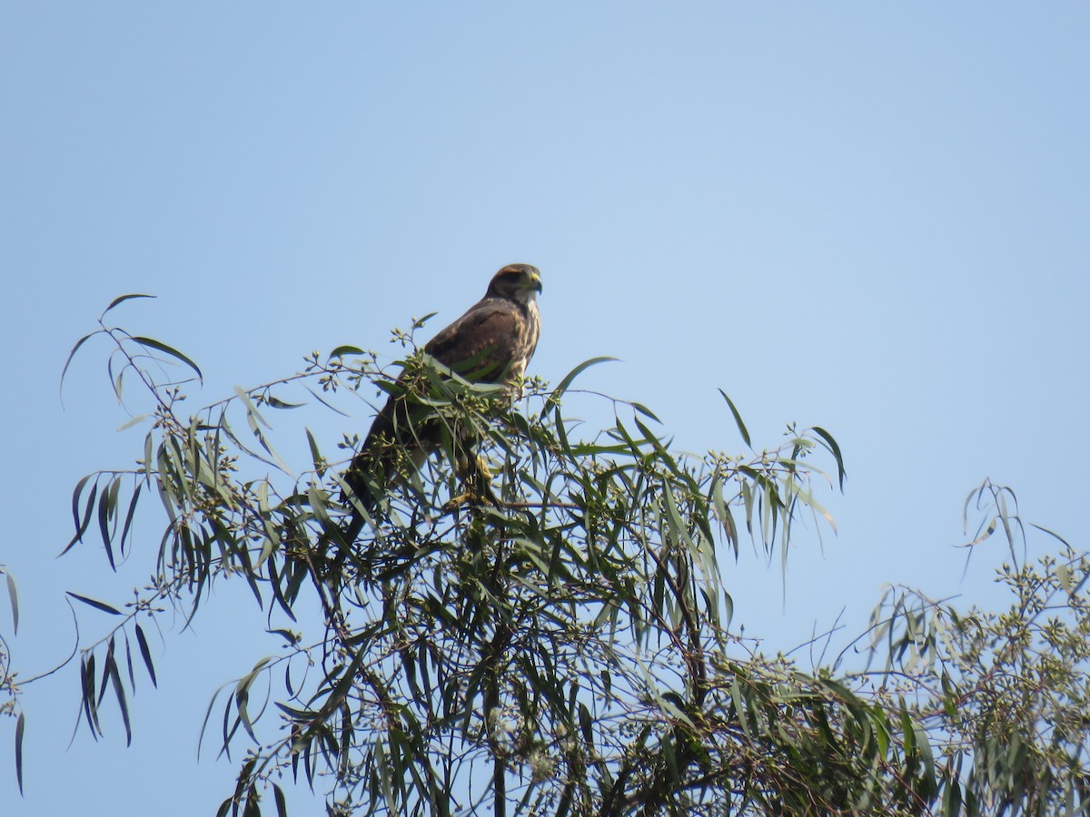 Harris's Hawk (Harris's) - Ron Batie