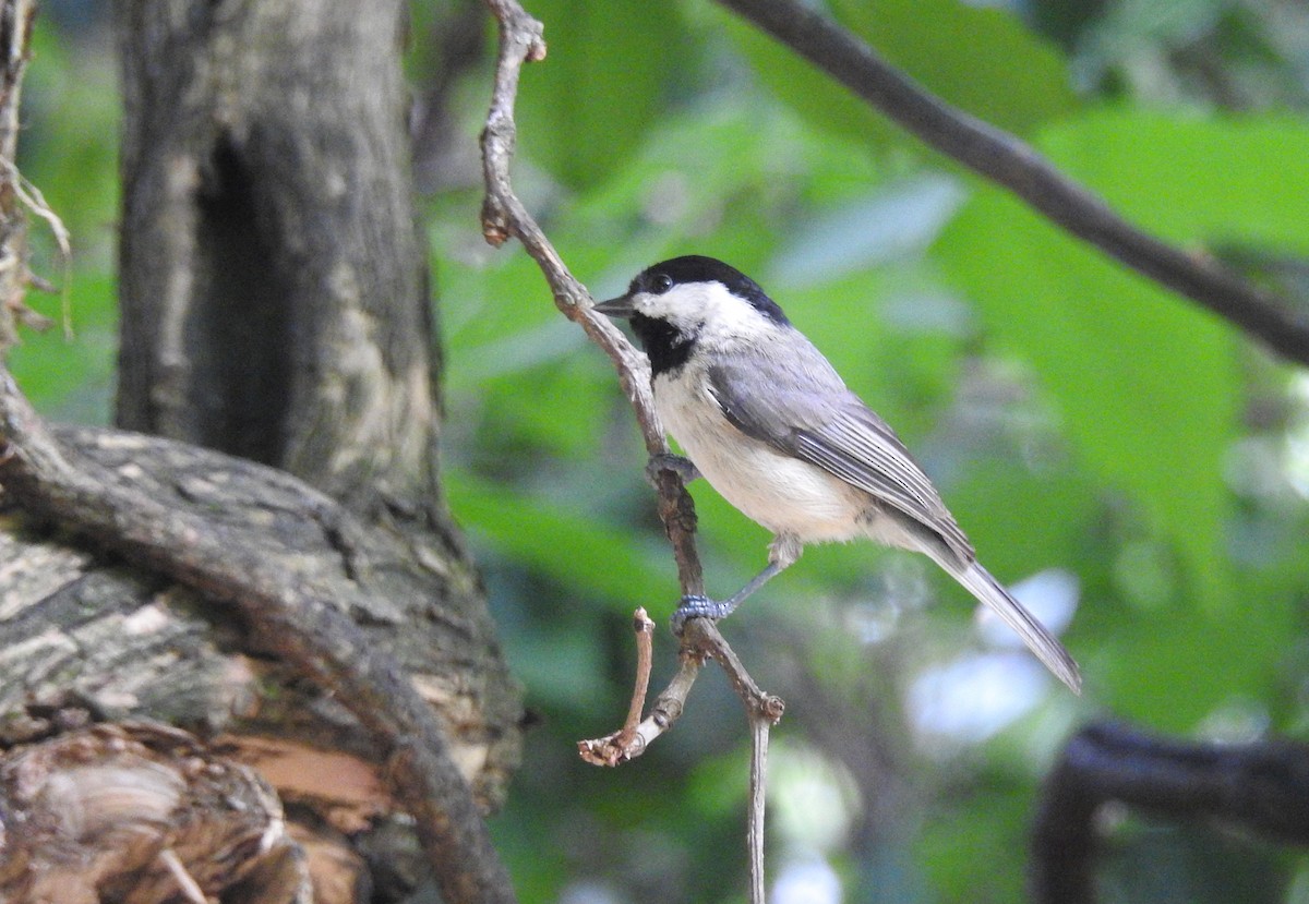 Carolina Chickadee - Anonymous