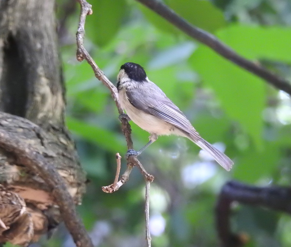 Carolina Chickadee - ML619602230