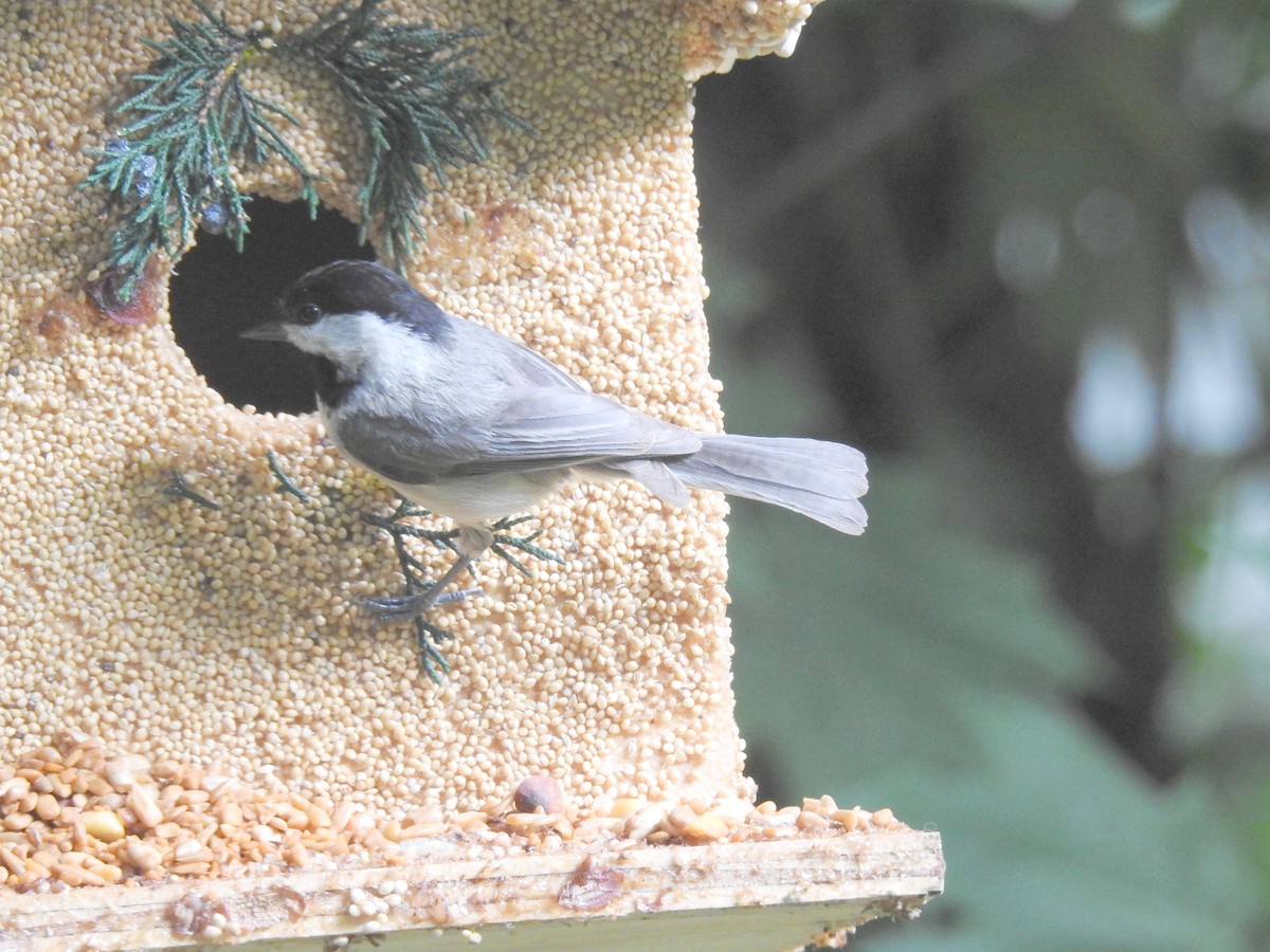 Carolina Chickadee - ML619602232