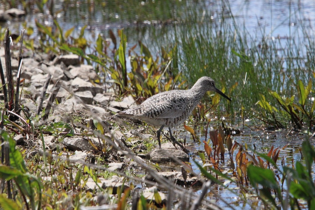 Willet - ML619602237