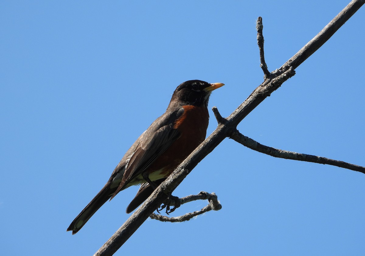 American Robin - Martin Berg