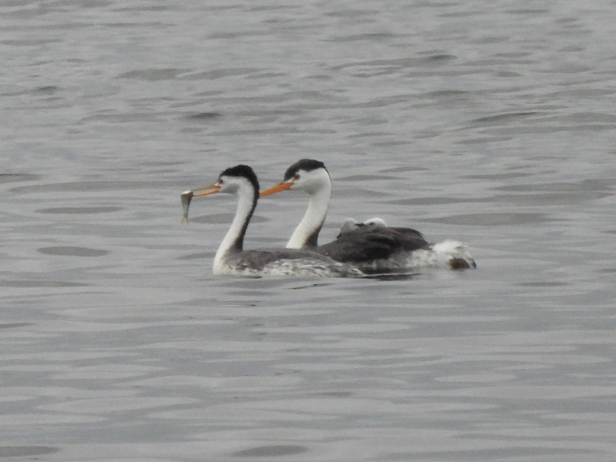 Clark's Grebe - Kiandra Mitchell