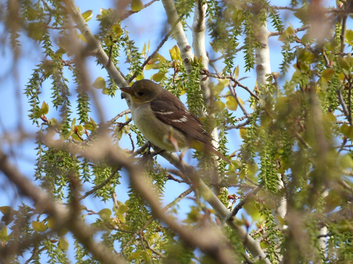 Least Flycatcher - Marilyn Weber