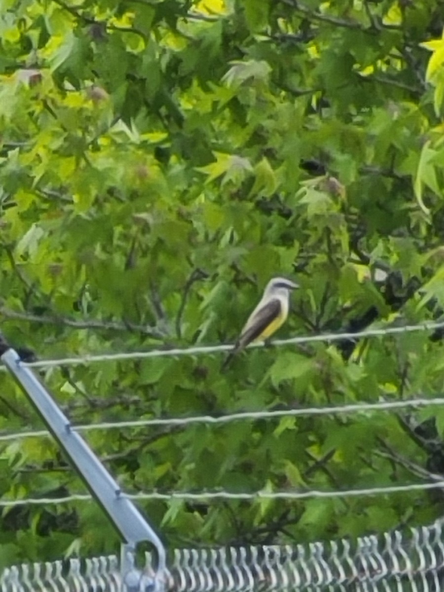 Western Kingbird - ML619602242