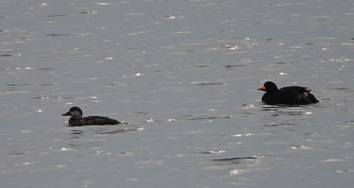 Black Scoter - Graham Ray