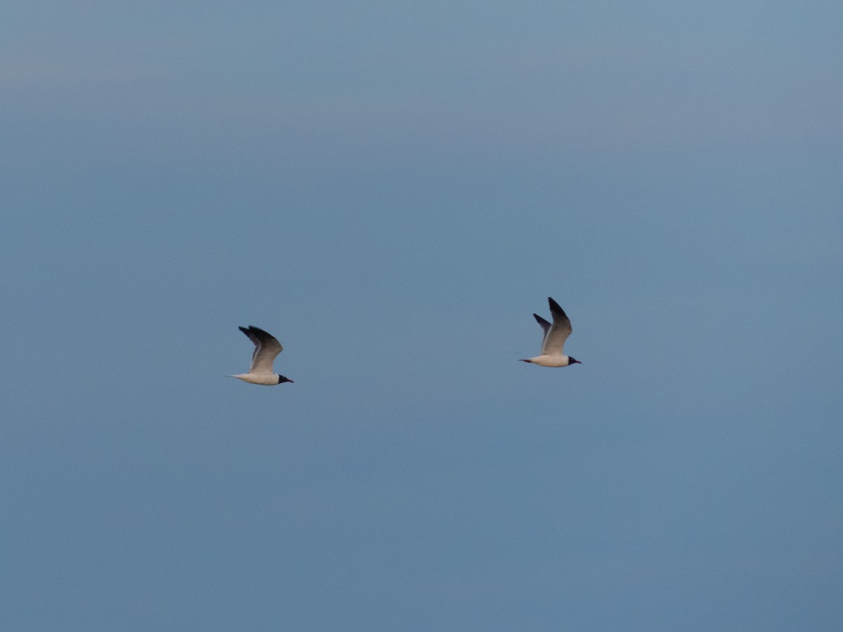 Laughing Gull - ML619602244