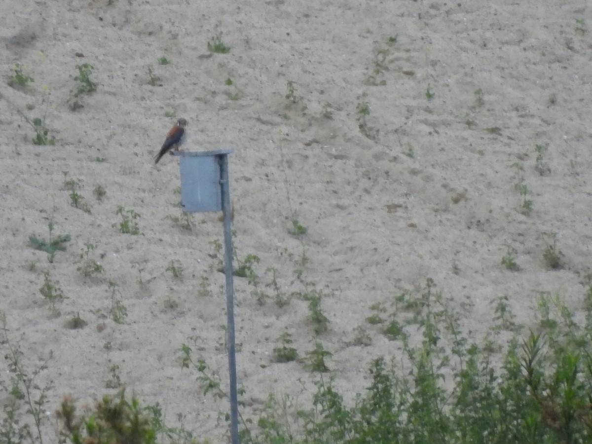 American Kestrel - Kiandra Mitchell