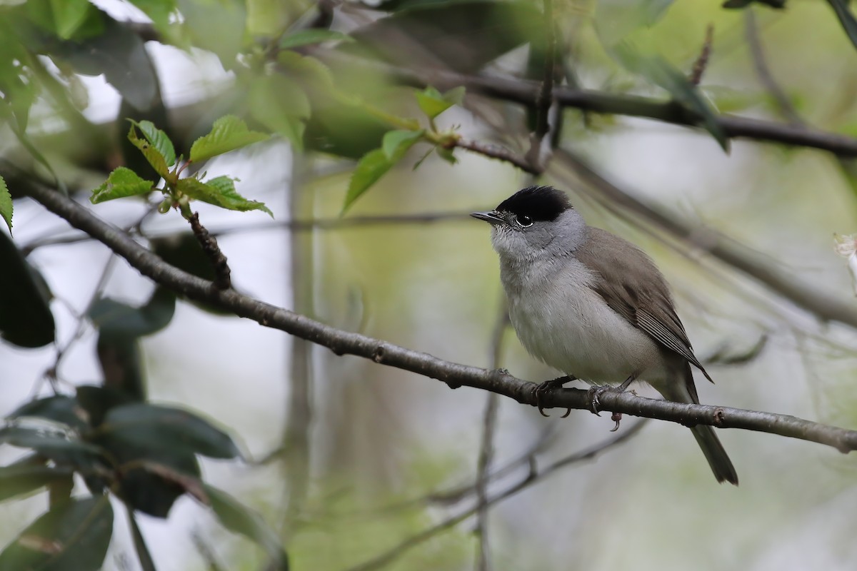 Eurasian Blackcap - Adrian Vilca