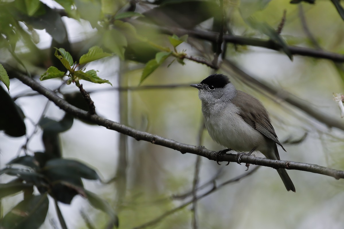 Eurasian Blackcap - Adrian Vilca