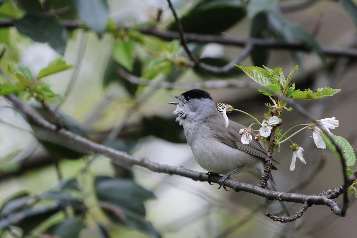 Eurasian Blackcap - Adrian Vilca