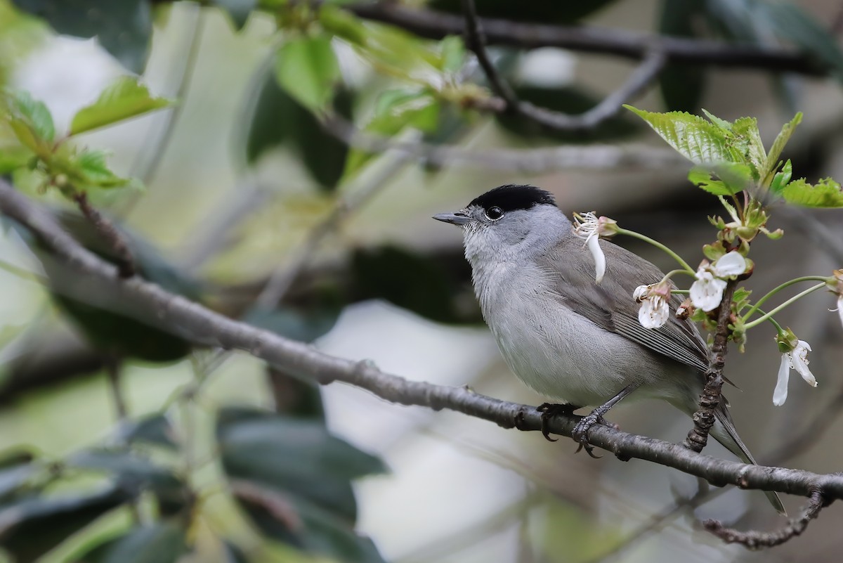 Eurasian Blackcap - Adrian Vilca