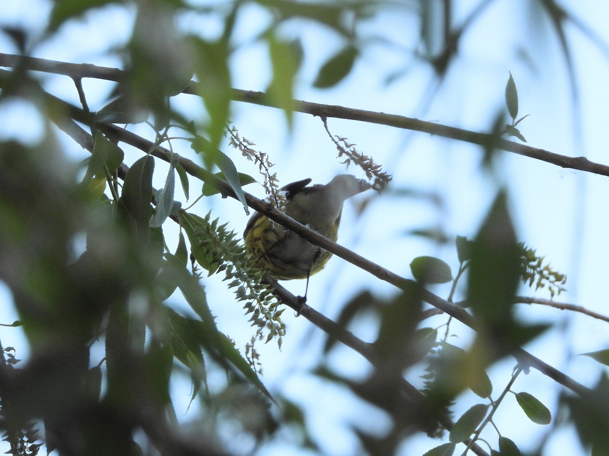 Magnolia Warbler - Deanna Tremblay