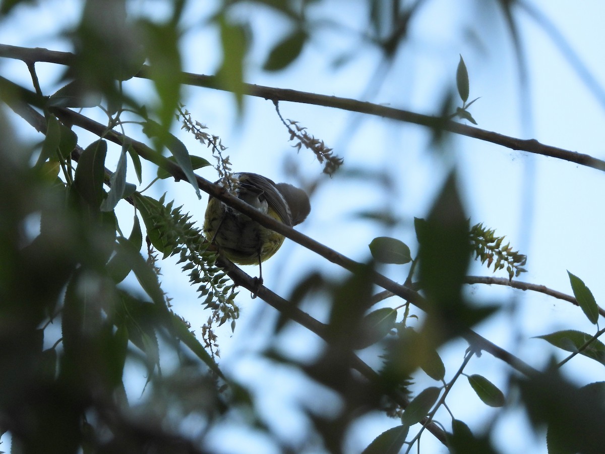 Magnolia Warbler - Deanna Tremblay