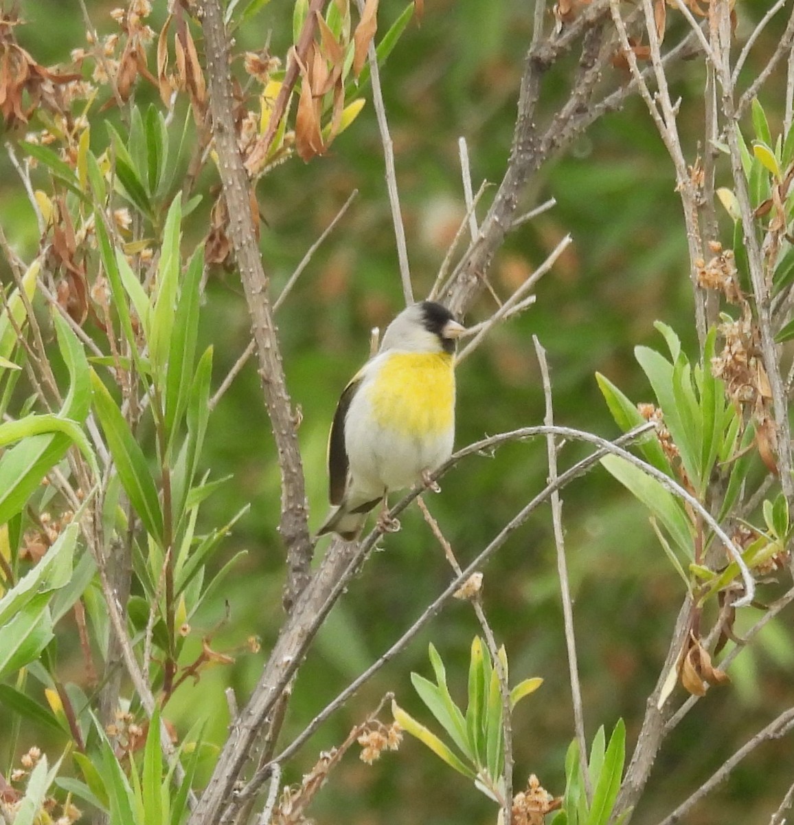 Lawrence's Goldfinch - Ed Stonick