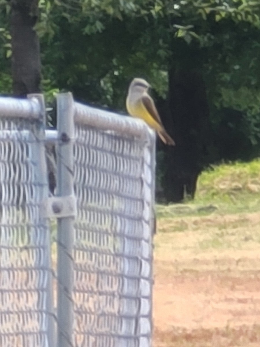 Western Kingbird - Amy Duerfeldt