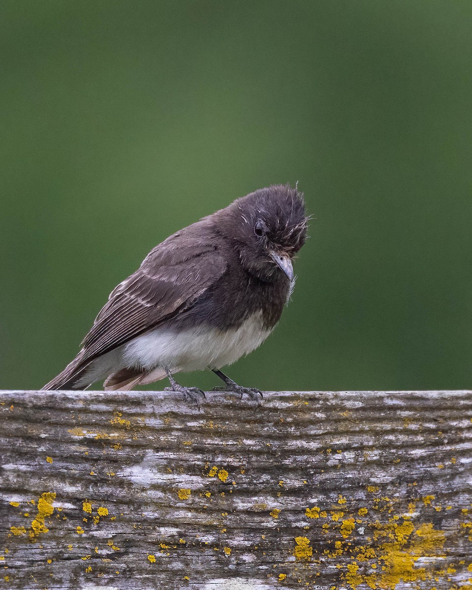 Black Phoebe - Andy DeBroux