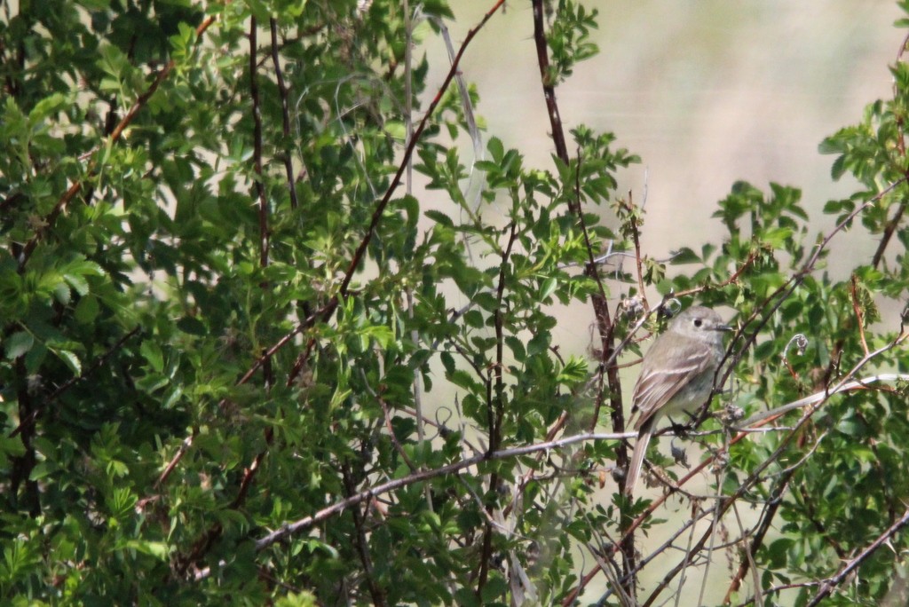 Dusky Flycatcher - Allan Wylie