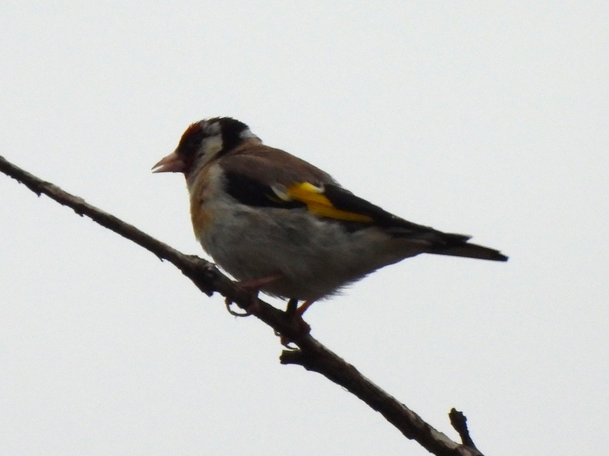 European Goldfinch - Kiandra Mitchell