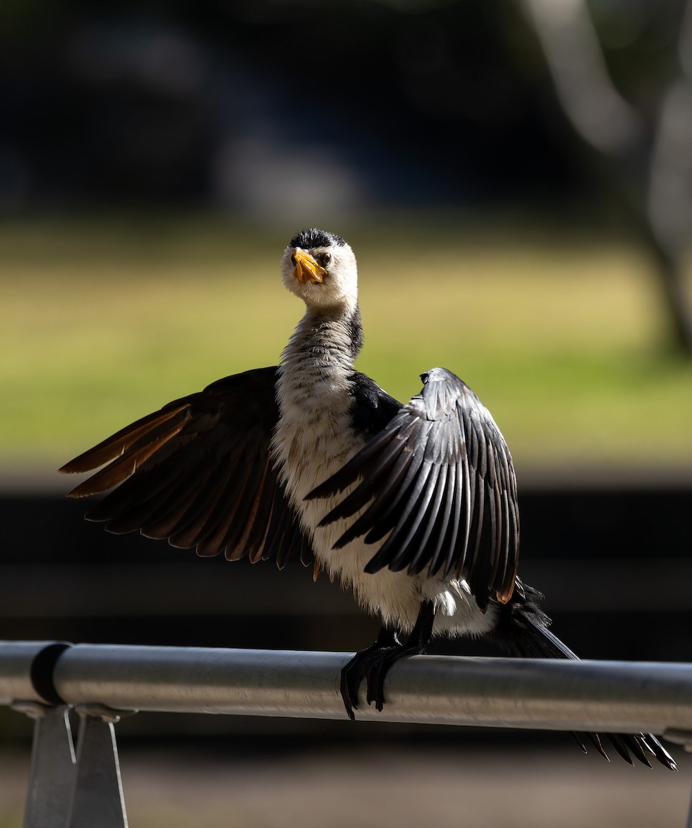 Little Pied Cormorant - ML619602273