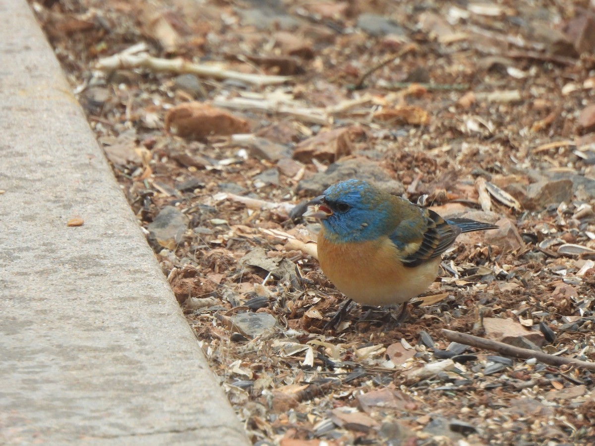 Lazuli Bunting - ML619602275