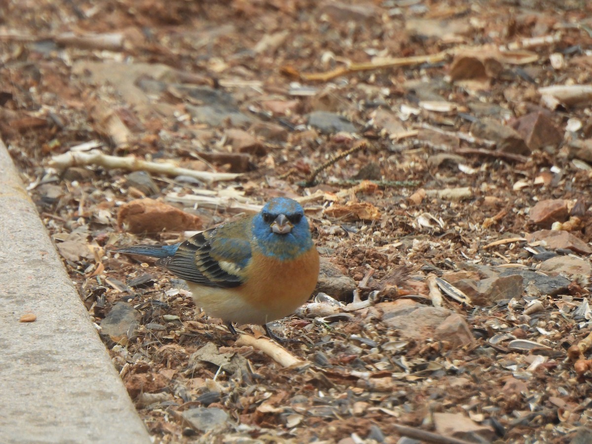 Lazuli Bunting - ML619602276