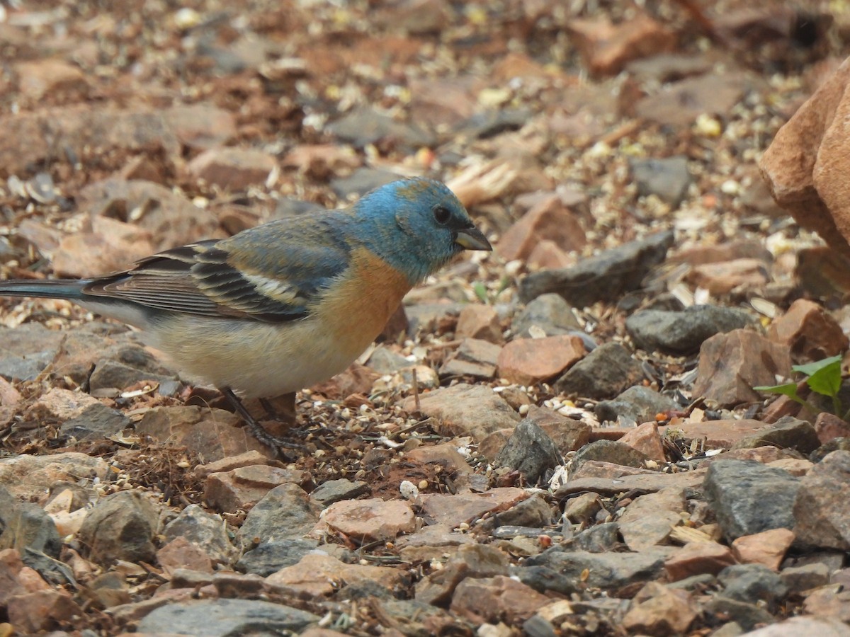 Lazuli Bunting - Robert Spaul