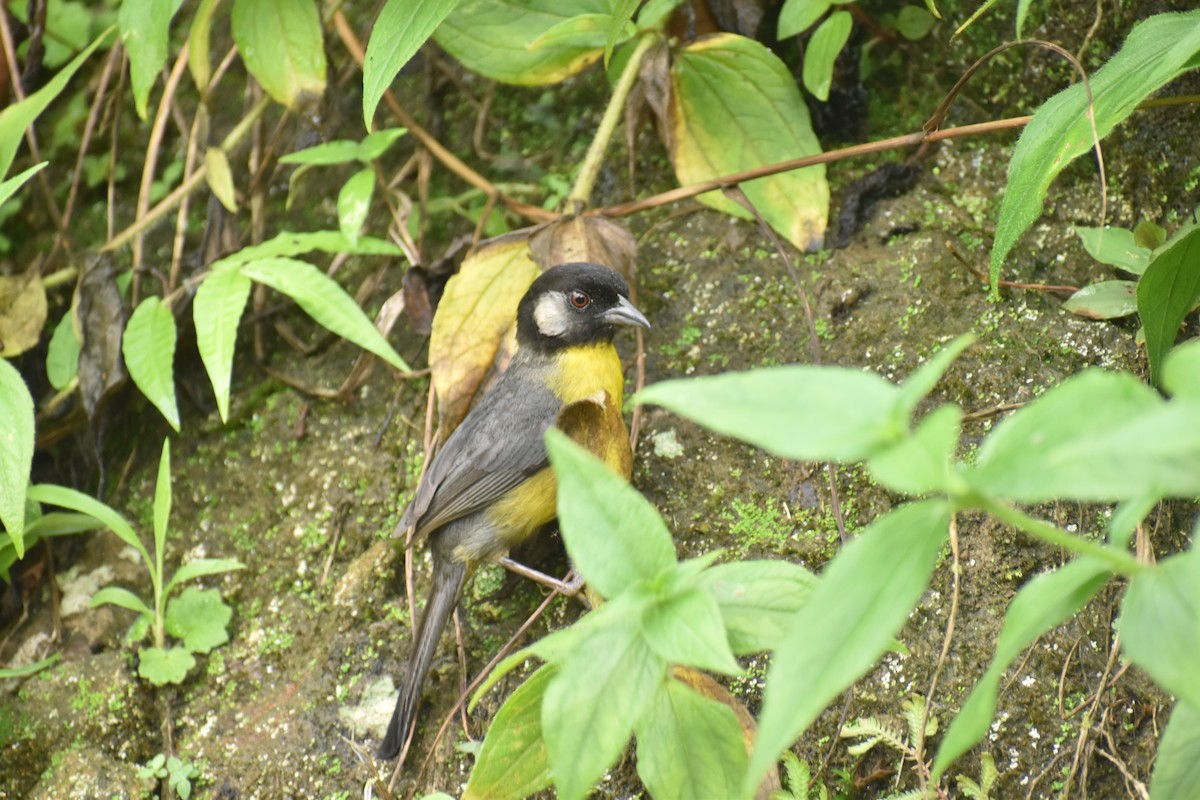 Santa Marta Brushfinch - ML619602279