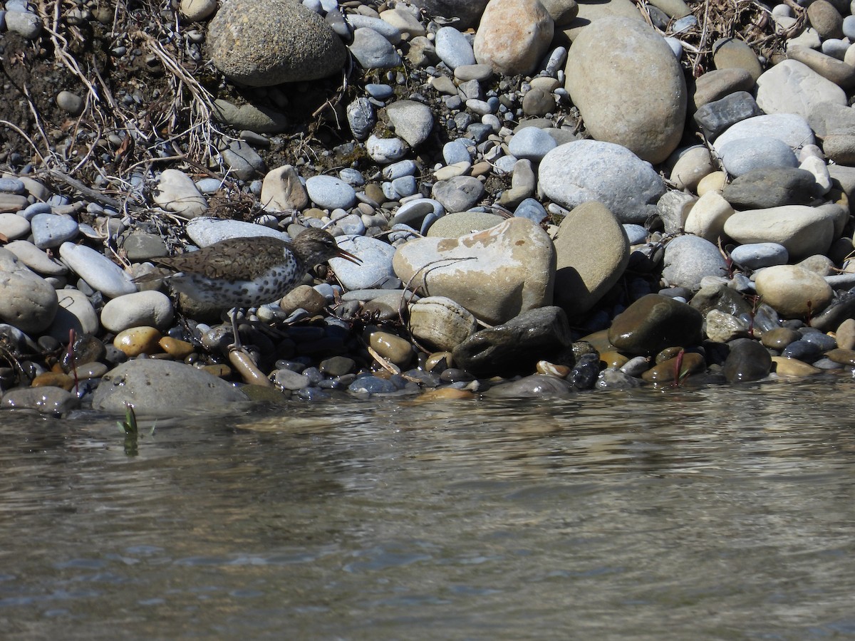 Spotted Sandpiper - Marilyn Weber