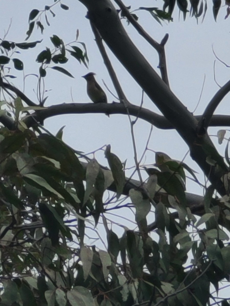 Cedar Waxwing - Amy Duerfeldt