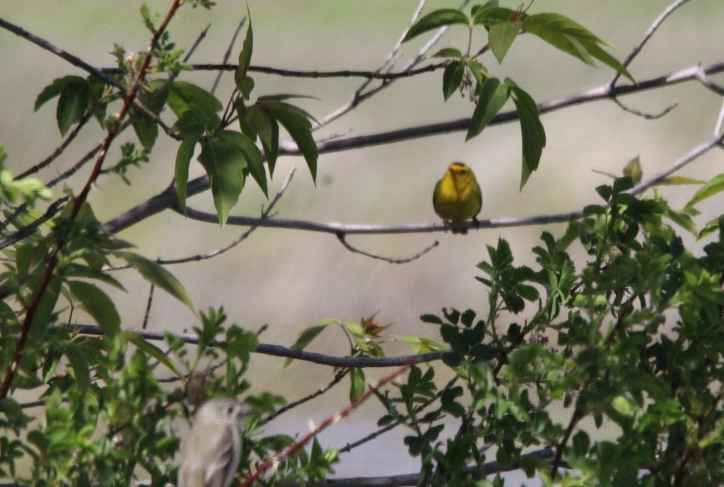 Wilson's Warbler - ML619602288