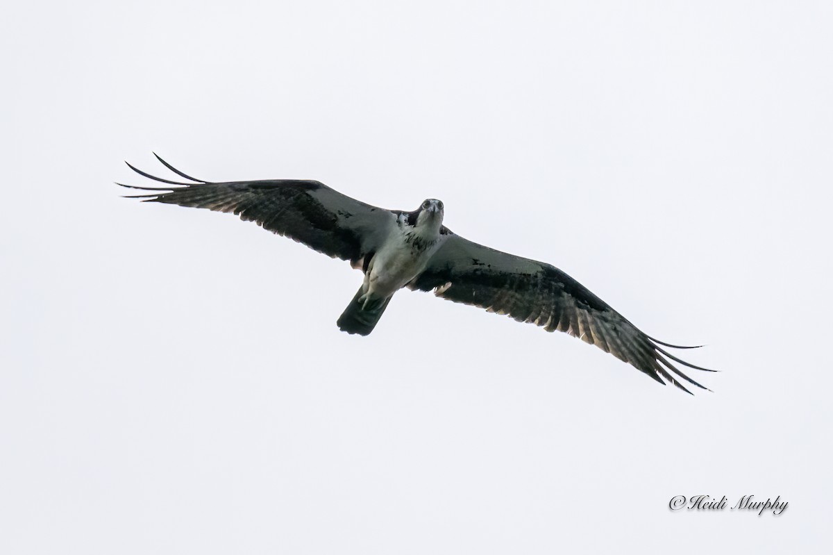 Osprey - Heidi Murphy