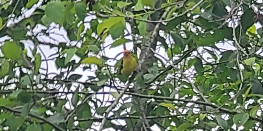 Western Tanager - Amy Duerfeldt