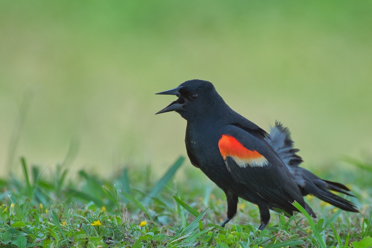 Red-winged Blackbird - Donald Fullmer