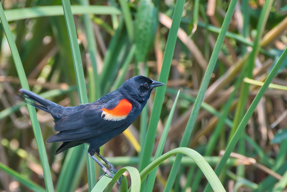 Red-winged Blackbird - Donald Fullmer