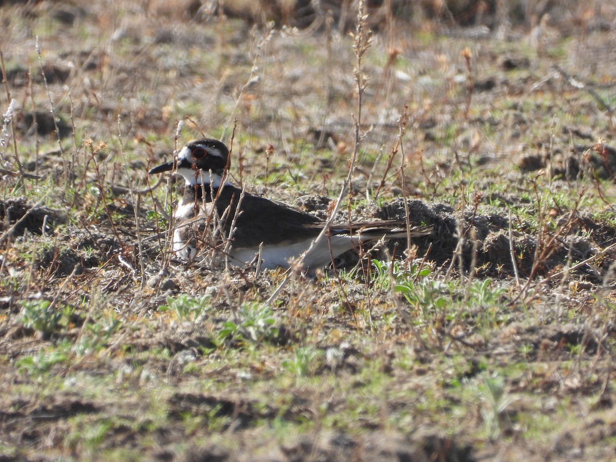 Killdeer - Shawn McCormick