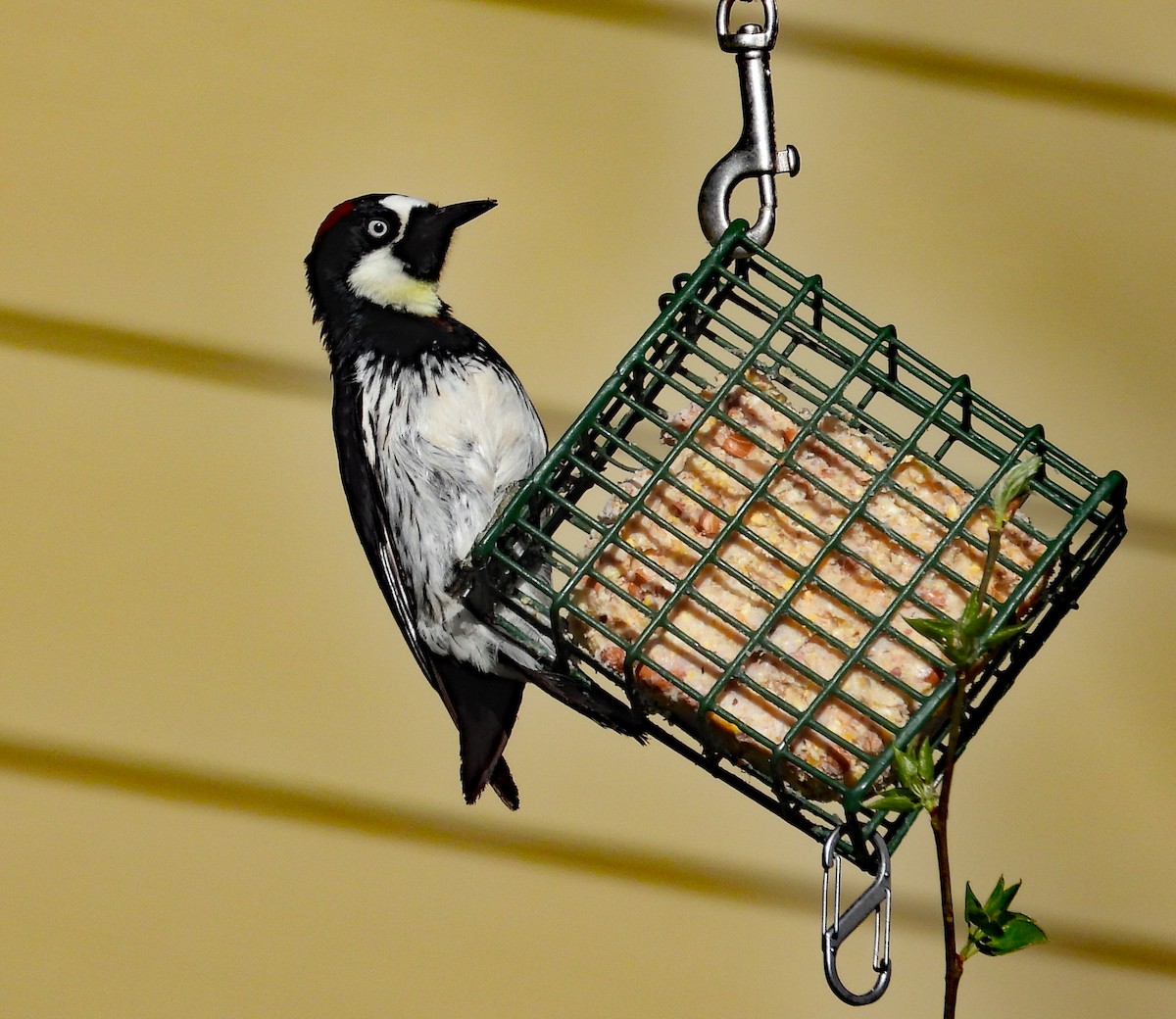 Acorn Woodpecker - Tresa Moulton