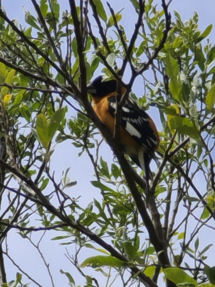 Black-headed Grosbeak - ML619602310