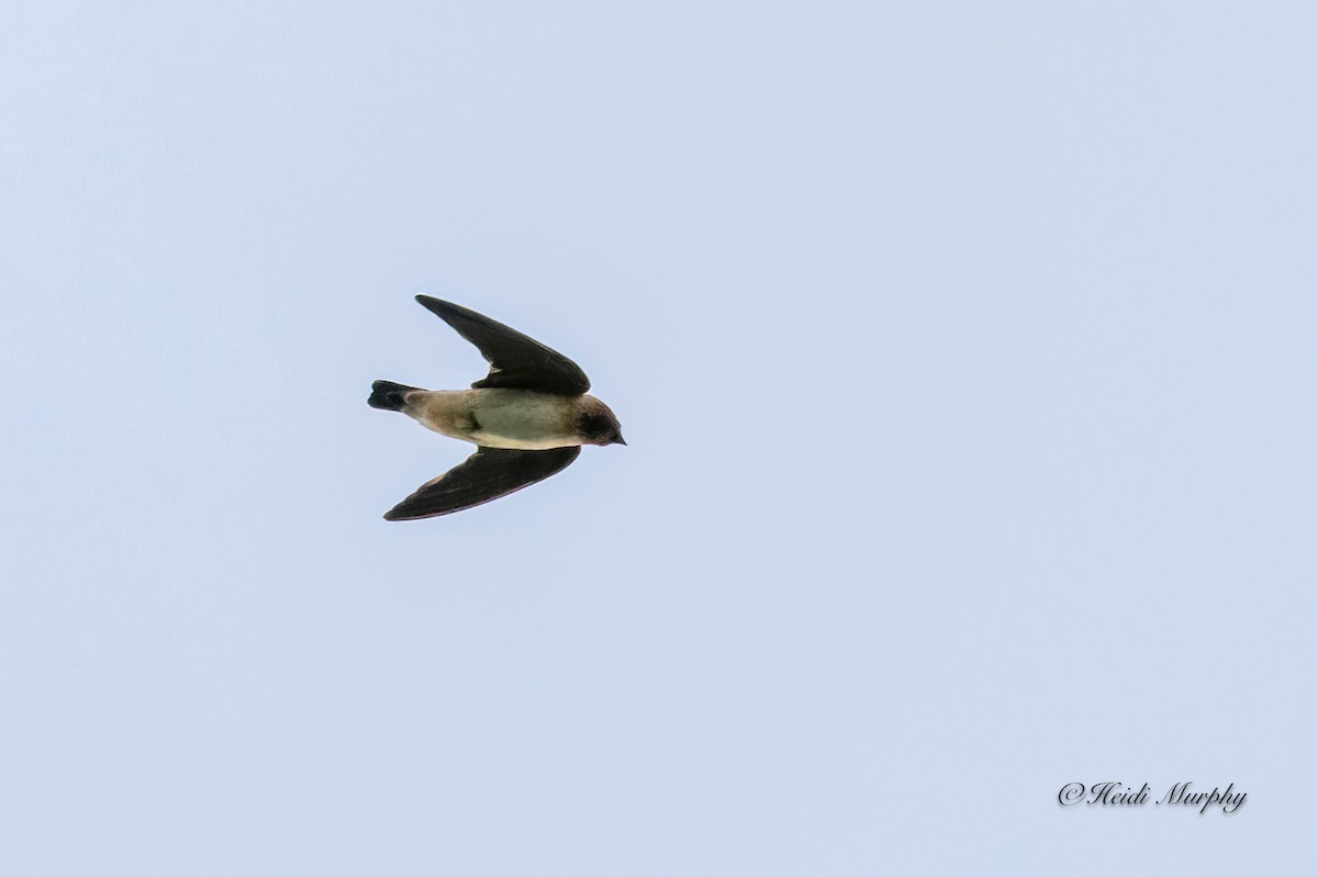 Cliff Swallow - Heidi Murphy