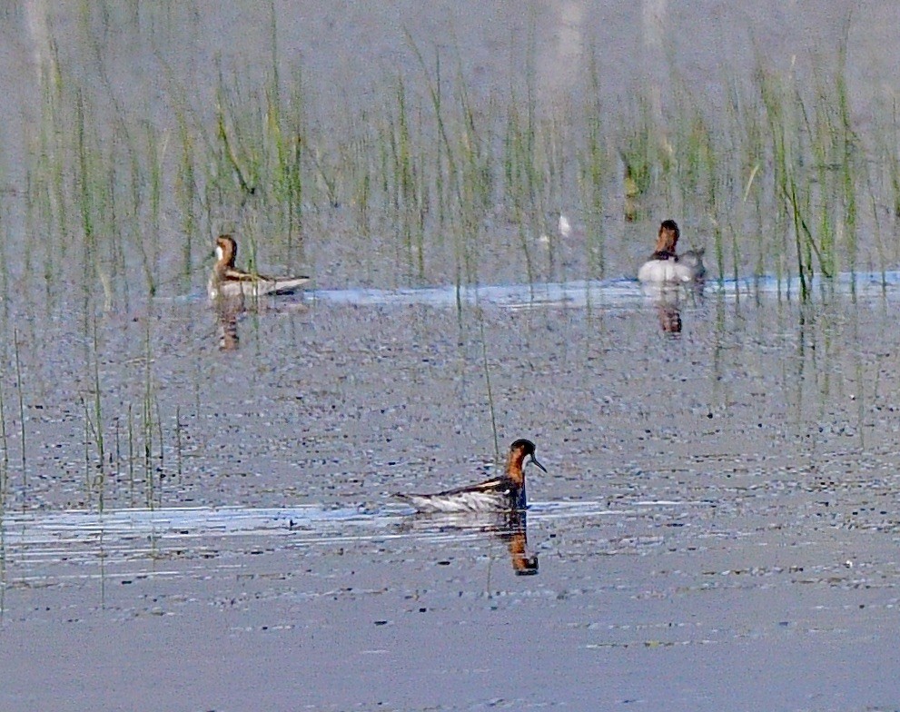 Red-necked Phalarope - Norman Eshoo