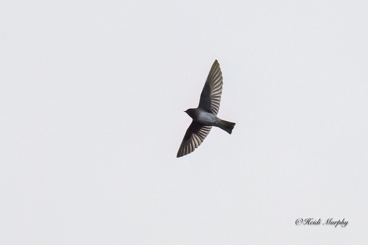 Cliff Swallow - Heidi Murphy