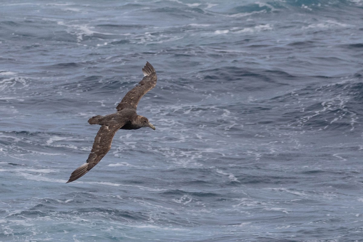 Southern Giant-Petrel - Denis Corbeil