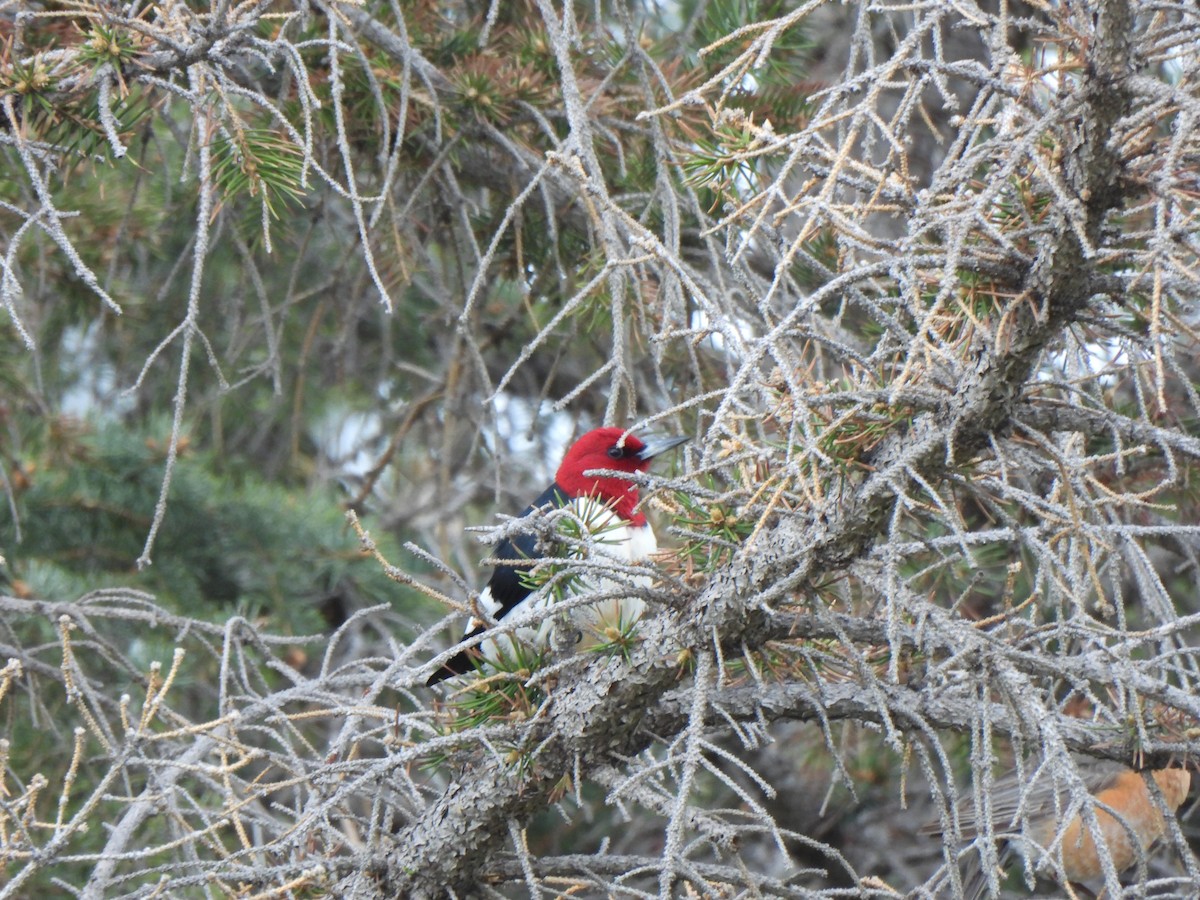 Red-headed Woodpecker - Robert Spaul