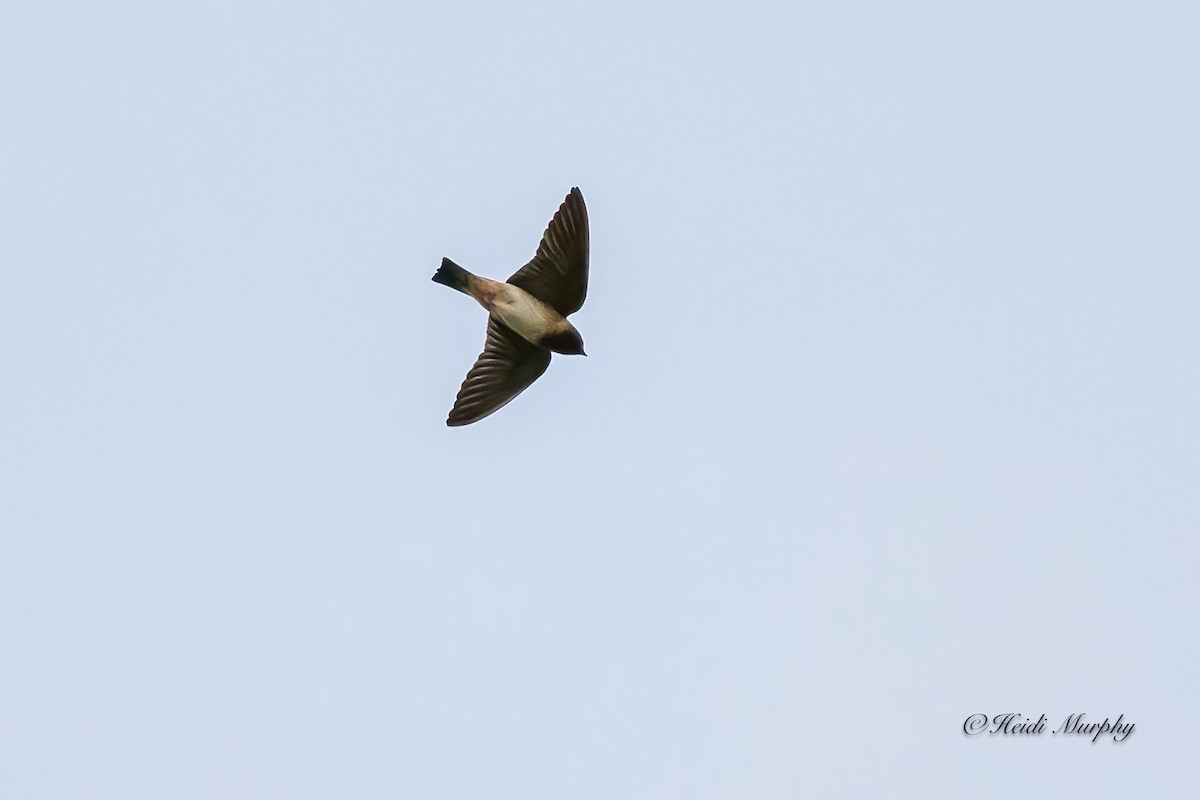 Cliff Swallow - Heidi Murphy