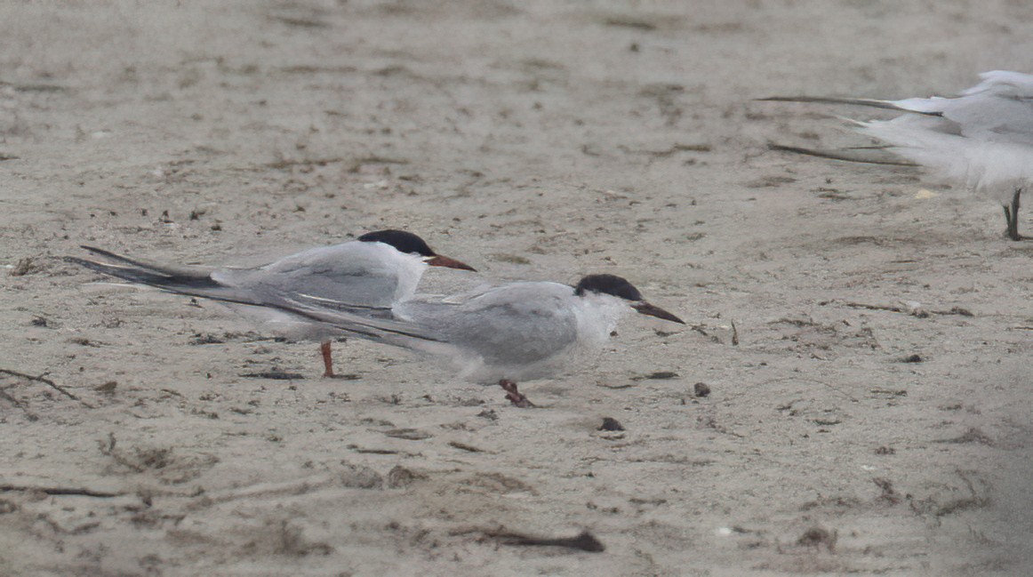 Common Tern - ML619602329