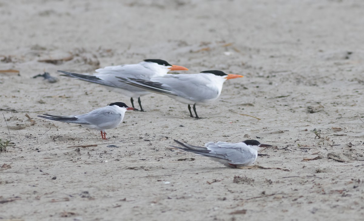 Common Tern - ML619602330